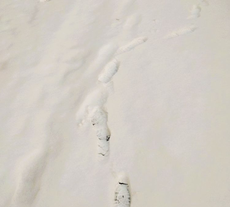 Calogero. Danser encore